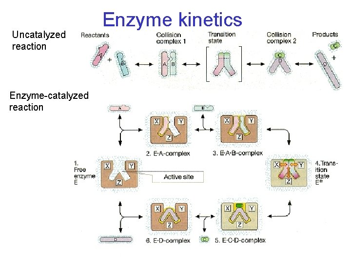 Uncatalyzed reaction Enzyme-catalyzed reaction Enzyme kinetics 