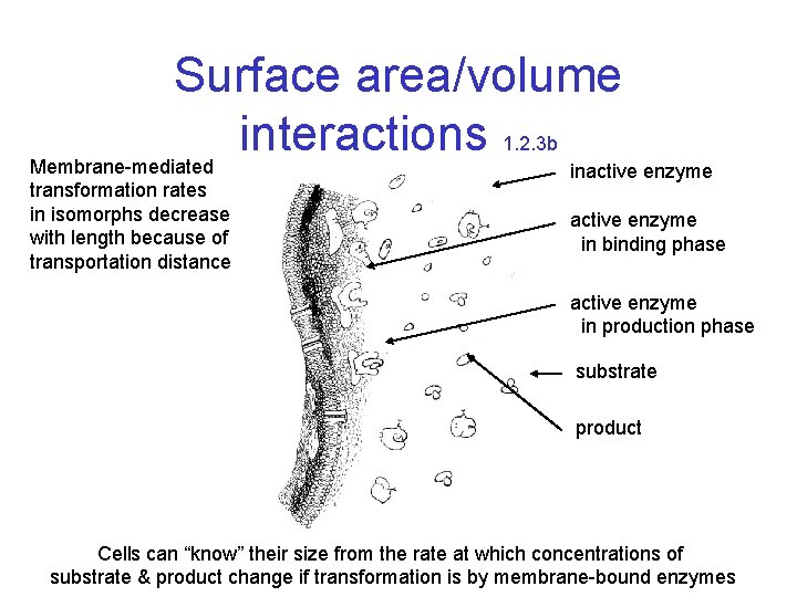 Surface area/volume interactions 1. 2. 3 b Membrane-mediated transformation rates in isomorphs decrease with