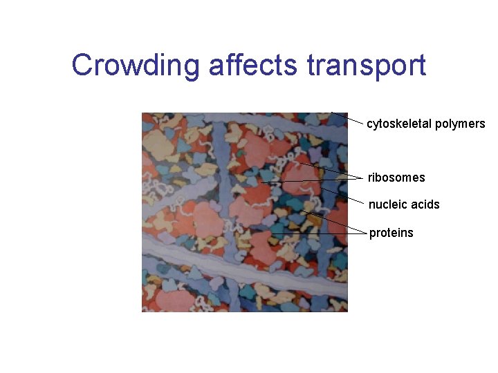 Crowding affects transport cytoskeletal polymers ribosomes nucleic acids proteins 