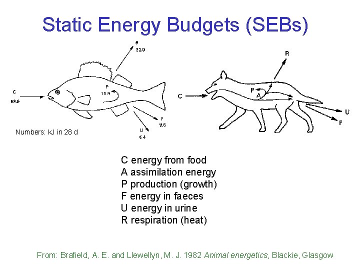 Static Energy Budgets (SEBs) Numbers: k. J in 28 d C energy from food