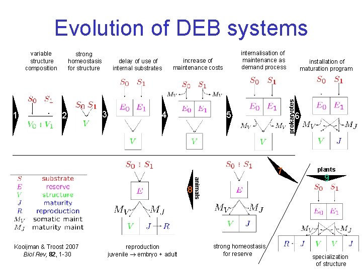 Evolution of DEB systems 1 strong homeostasis for structure 2 delay of use of