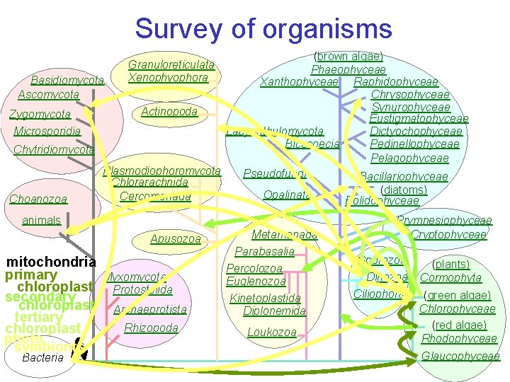 Survey of organisms (brown algae) Phaeophyceae Basidiomycota Xanthophyceae Raphidophyceae Ascomycota Chrysophyceae Synurophyceae Actinopoda Zygomycota