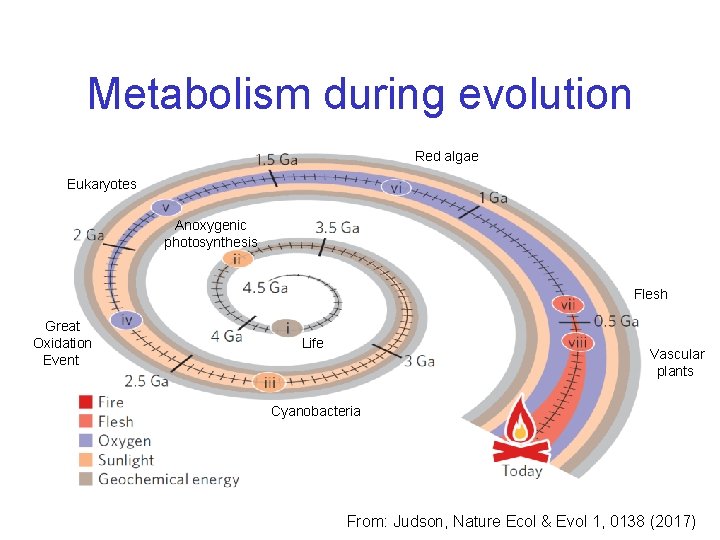 Metabolism during evolution Red algae Eukaryotes Anoxygenic photosynthesis Flesh Great Oxidation Event Life Vascular