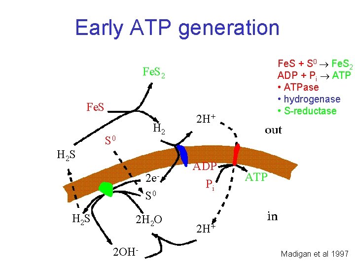 Early ATP generation Fe. S + S 0 Fe. S 2 ADP + Pi