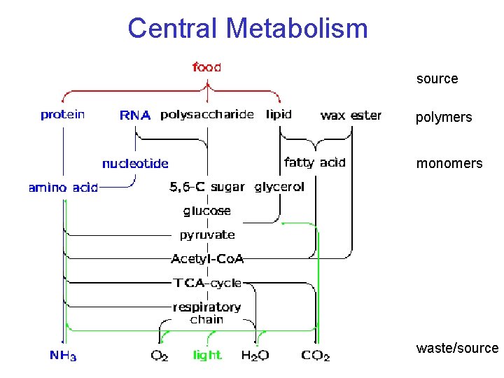 Central Metabolism source polymers monomers waste/source 