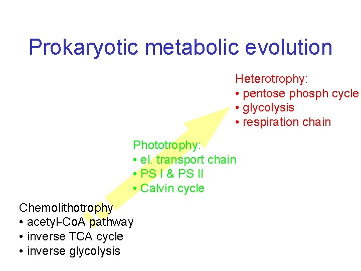 Prokaryotic metabolic evolution Heterotrophy: • pentose phosph cycle • glycolysis • respiration chain Phototrophy: