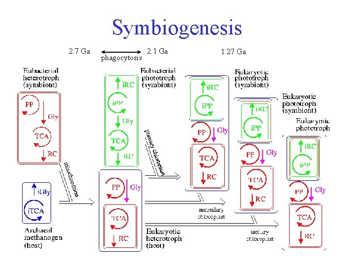 Symbiogenesis 2. 7 Ga phagocytosis 2. 1 Ga 1. 27 Ga 