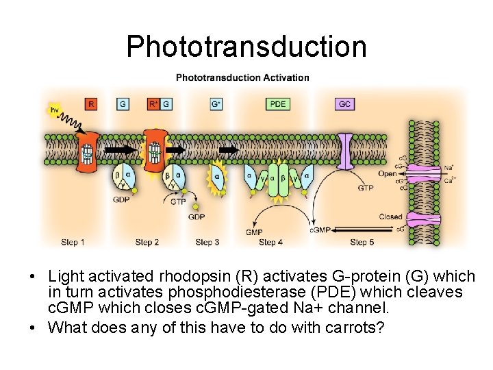 Phototransduction • Light activated rhodopsin (R) activates G-protein (G) which in turn activates phosphodiesterase