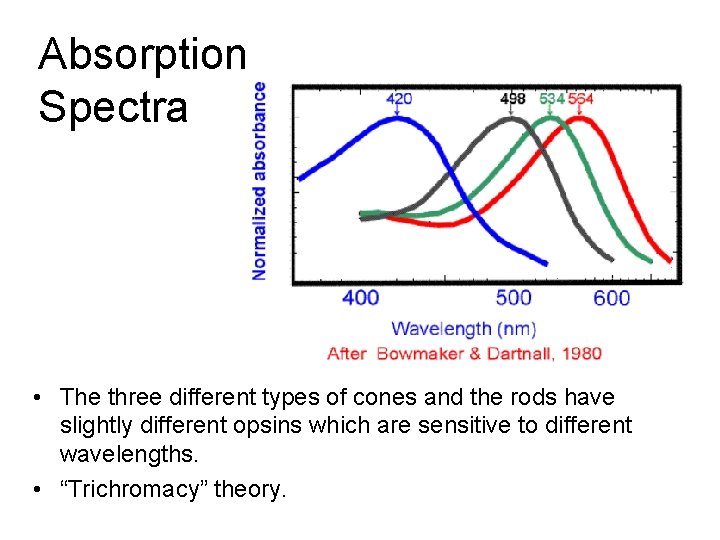 Absorption Spectra • The three different types of cones and the rods have slightly