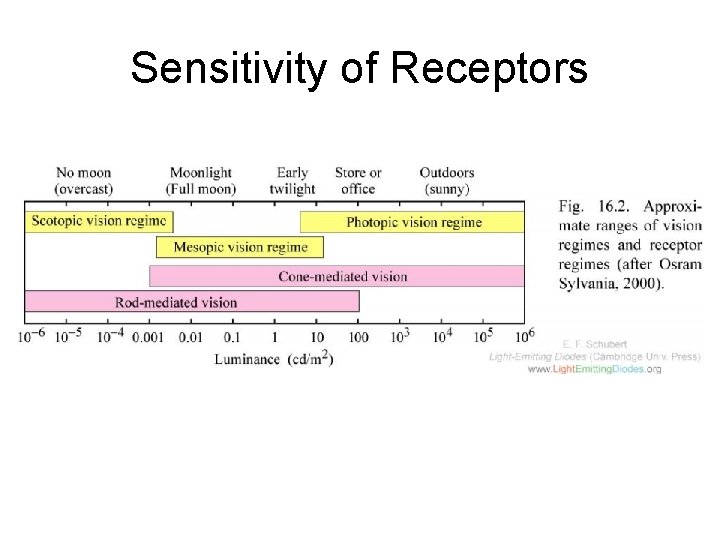 Sensitivity of Receptors 