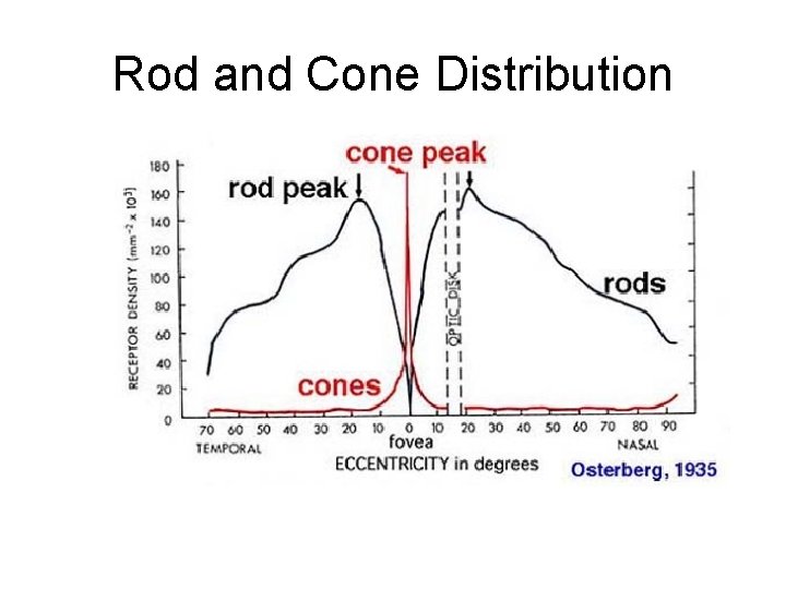 Rod and Cone Distribution 