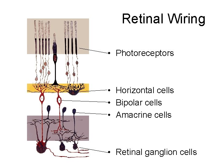 Retinal Wiring • Photoreceptors • Horizontal cells • Bipolar cells • Amacrine cells •