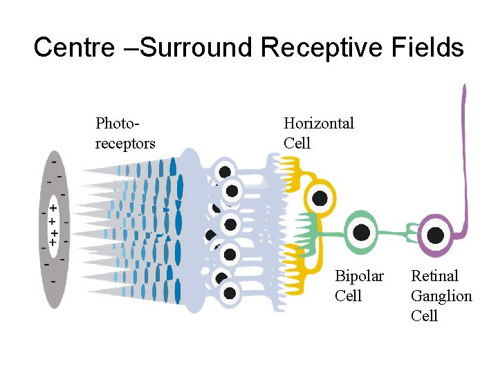 Centre –Surround Receptive Fields Photoreceptors Horizontal Cell Bipolar Cell Retinal Ganglion Cell 