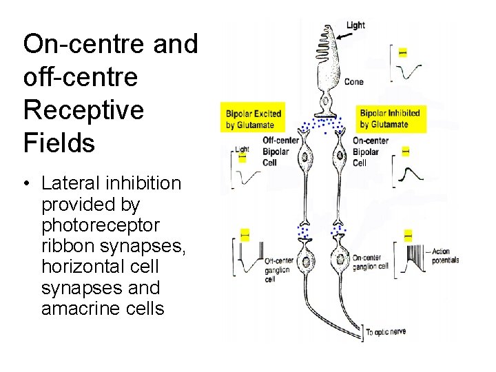 On-centre and off-centre Receptive Fields • Lateral inhibition provided by photoreceptor ribbon synapses, horizontal