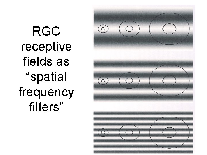 RGC receptive fields as “spatial frequency filters” 