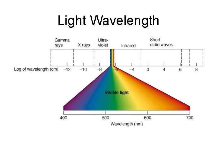 Light Wavelength 