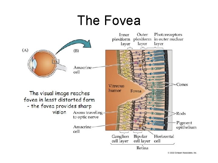 The Fovea 