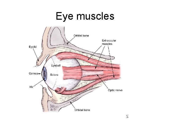 Eye muscles 