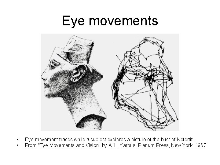 Eye movements • • Eye-movement traces while a subject explores a picture of the