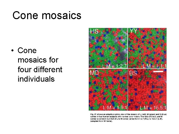 Cone mosaics • Cone mosaics for four different individuals 