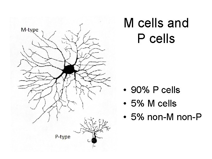 M cells and P cells • 90% P cells • 5% M cells •