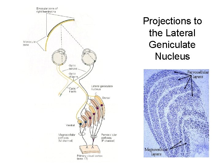 Projections to the Lateral Geniculate Nucleus 