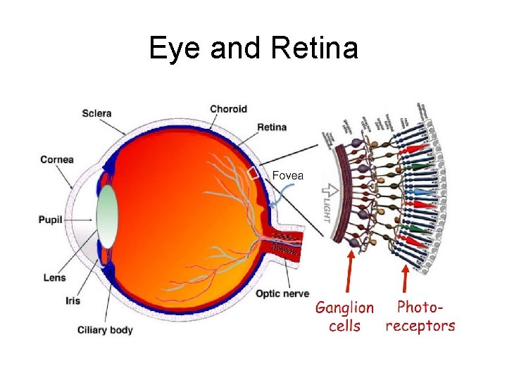 Eye and Retina 