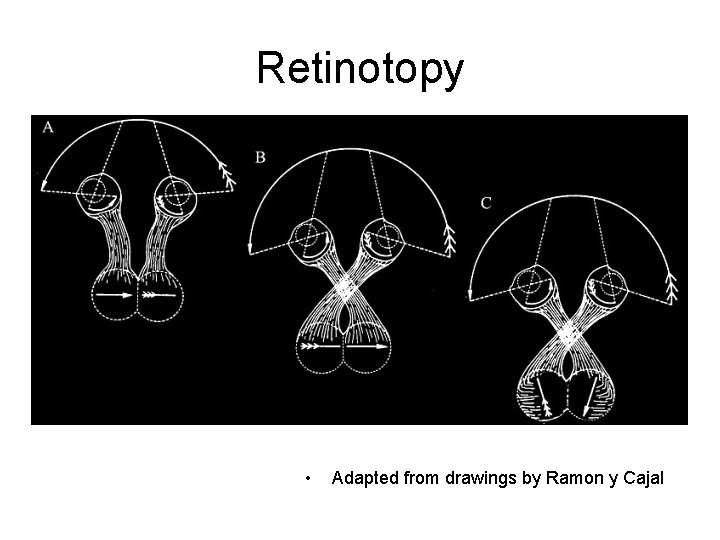 Retinotopy • Adapted from drawings by Ramon y Cajal 