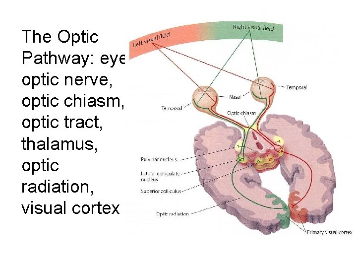 The Optic Pathway: eye, optic nerve, optic chiasm, optic tract, thalamus, optic radiation, visual