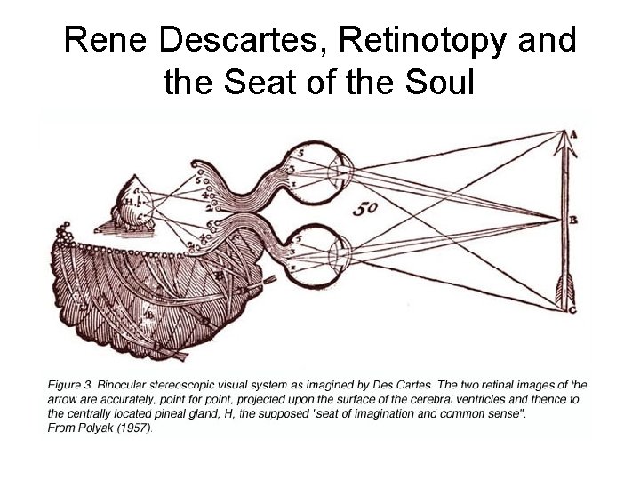 Rene Descartes, Retinotopy and the Seat of the Soul 