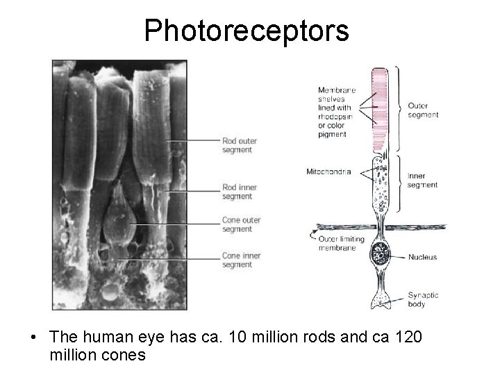 Photoreceptors • The human eye has ca. 10 million rods and ca 120 million