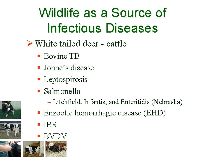 Wildlife as a Source of Infectious Diseases Ø White tailed deer - cattle §