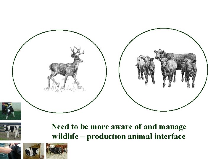Need to be more aware of and manage wildlife – production animal interface 