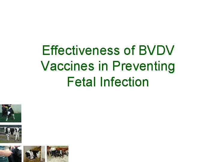 Effectiveness of BVDV Vaccines in Preventing Fetal Infection 