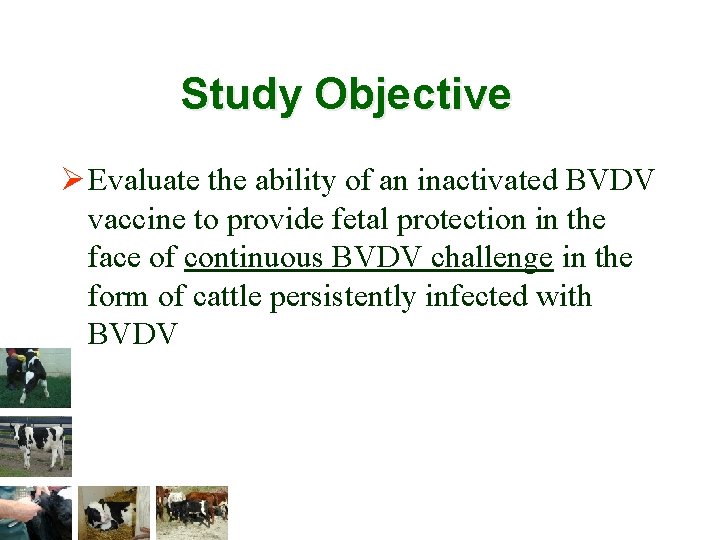 Study Objective Ø Evaluate the ability of an inactivated BVDV vaccine to provide fetal