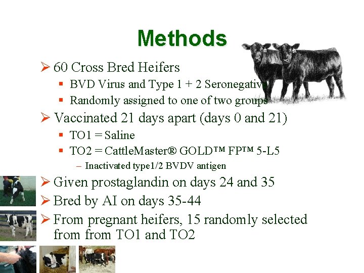 Methods Ø 60 Cross Bred Heifers § BVD Virus and Type 1 + 2