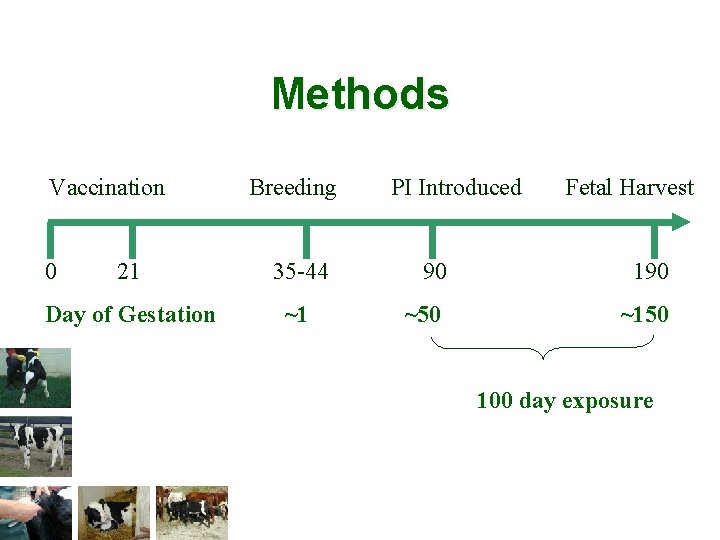 Methods Vaccination 0 Breeding 21 35 -44 Day of Gestation ~1 PI Introduced Fetal