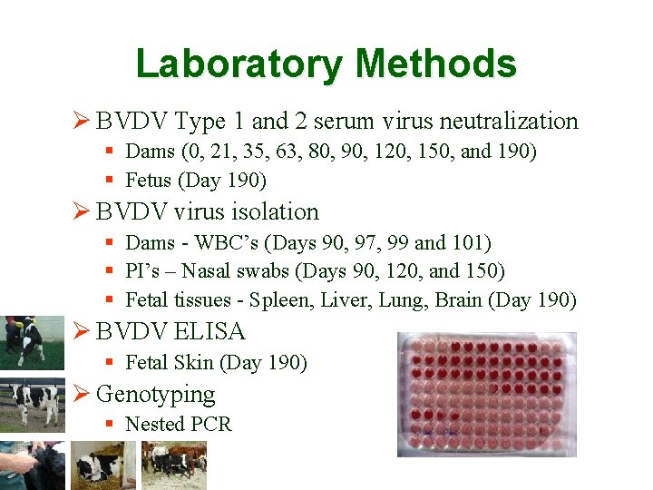 Laboratory Methods Ø BVDV Type 1 and 2 serum virus neutralization § Dams (0,