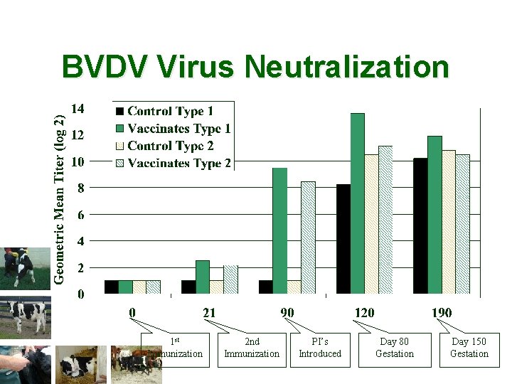 BVDV Virus Neutralization 1 st Immunization 2 nd Immunization PI’s Introduced Day 80 Gestation