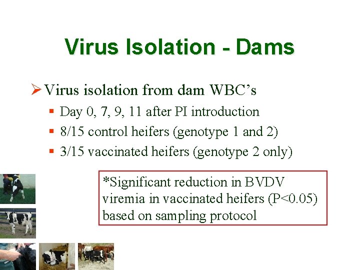 Virus Isolation - Dams Ø Virus isolation from dam WBC’s § Day 0, 7,