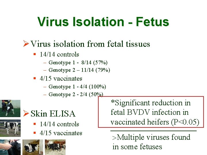 Virus Isolation - Fetus Ø Virus isolation from fetal tissues § 14/14 controls –
