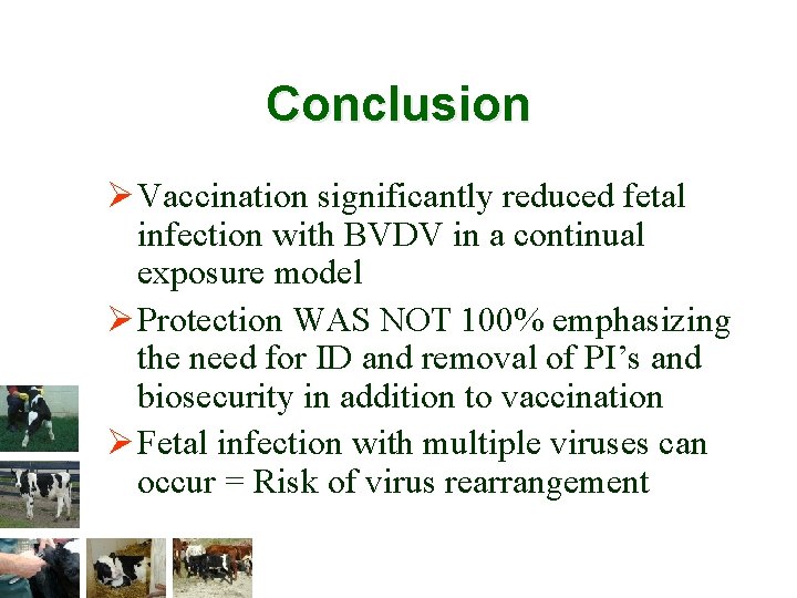 Conclusion Ø Vaccination significantly reduced fetal infection with BVDV in a continual exposure model