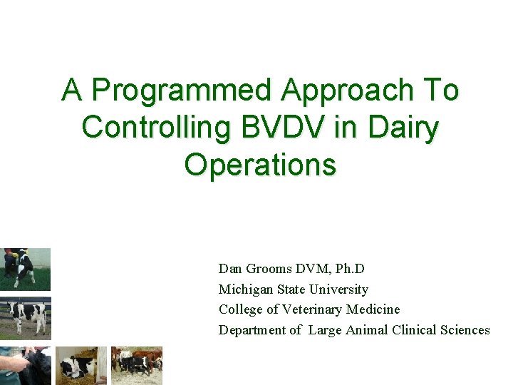 A Programmed Approach To Controlling BVDV in Dairy Operations Dan Grooms DVM, Ph. D