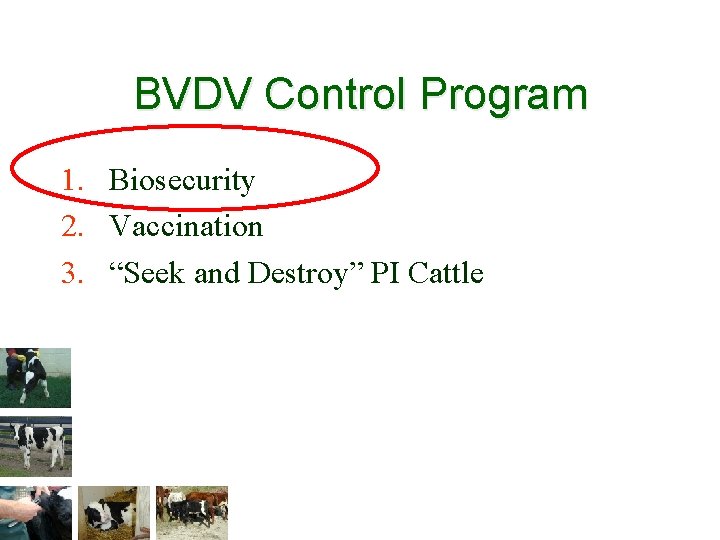 BVDV Control Program 1. Biosecurity 2. Vaccination 3. “Seek and Destroy” PI Cattle 