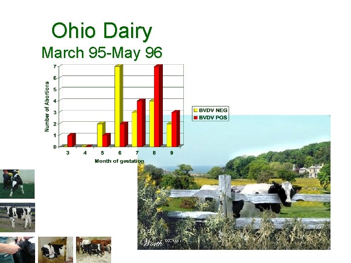 Ohio Dairy March 95 -May 96 