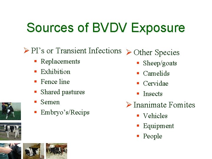 Sources of BVDV Exposure Ø PI’s or Transient Infections Ø Other Species § §