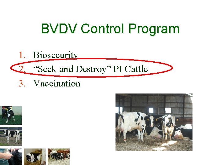 BVDV Control Program 1. Biosecurity 2. “Seek and Destroy” PI Cattle 3. Vaccination 