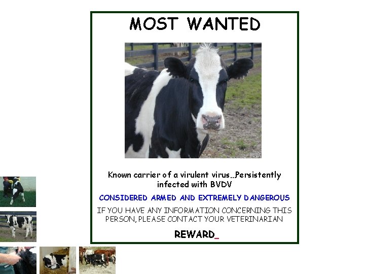 MOST WANTED BJ Known carrier of a virulent virus…Persistently infected with BVDV CONSIDERED ARMED