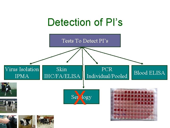 Detection of PI’s Tests To Detect PI’s Virus Isolation Skin IPMA IHC/FA/ELISA X PCR