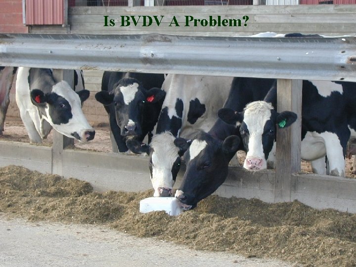 Is BVDV A Problem? 